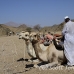 camel_desert_ma_h_0300_egy3575.jpg